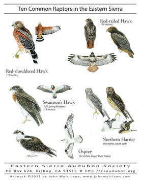 Ten Common Raptors of the Eastern Sierra Poster