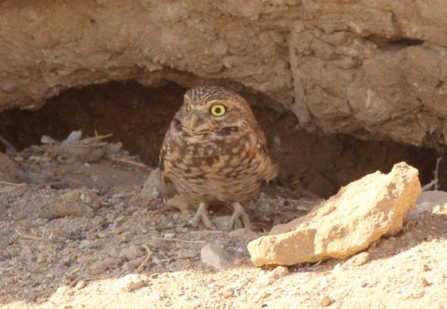 Burrowing Owl, photo by Debby Parker
