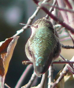 Female Costa's Hummingbird