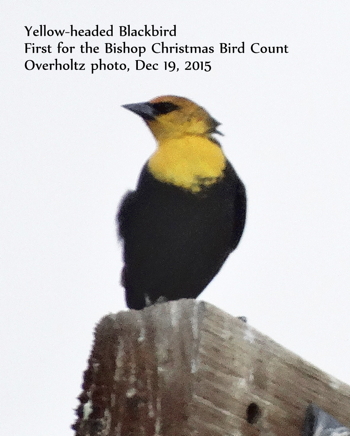 Yellow-headed Blackbird - a first for the CBC