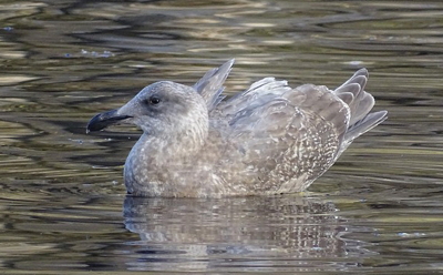 Glaucous-winged Gull, Bishop City Park, photo by Chris Howard