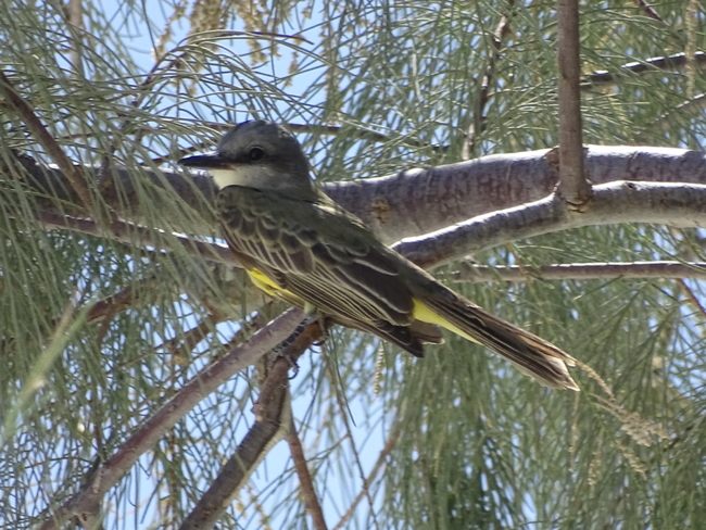 Tropical Kingbird, Stovepipe Wells, photo by Chris Howard