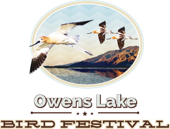 Owens Lake Bird Festival