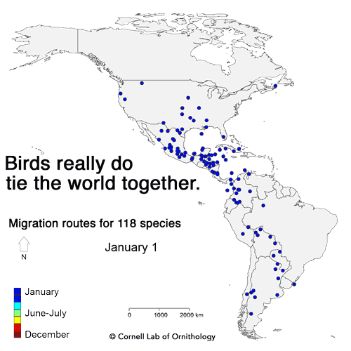 Birds really do tie the world together