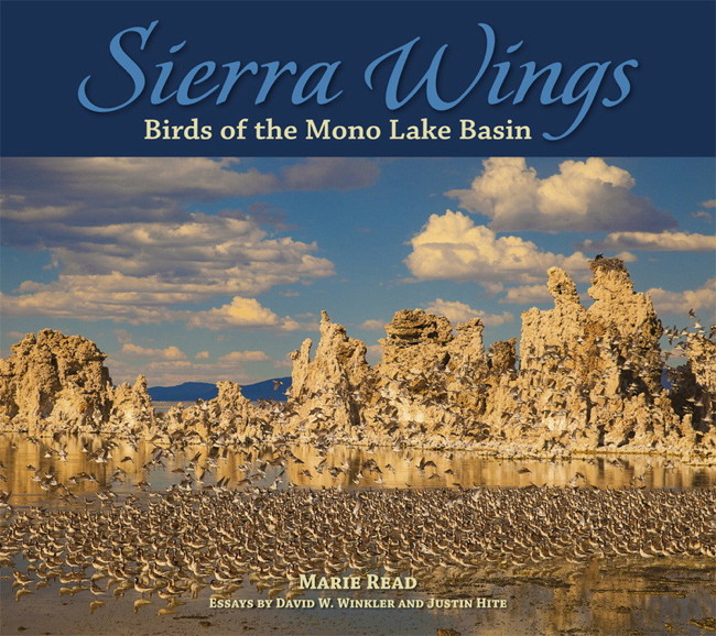 Cover of Sierra Wings: Birds of the Mono Lake Basin