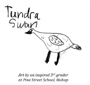 Tundra Swan drawn by a 3rd grade 'Birds in the Classroom' student