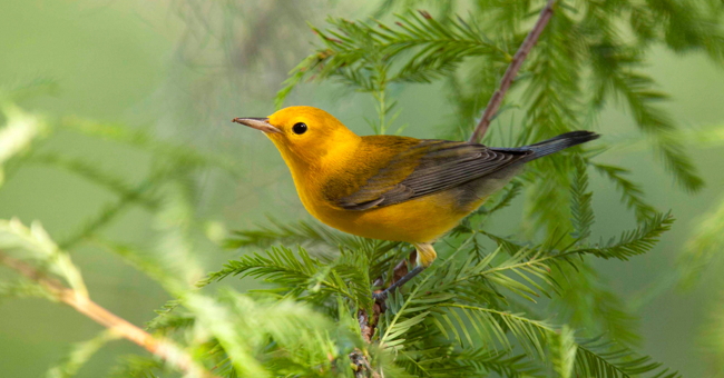 What Bird Are you? (photo of Prothonotary Warbler by Linda Steele)