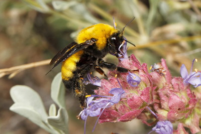 Morrison's Bumblebee, Bombus morrisonii Photo by Rollin Coville