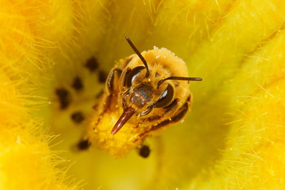 Long-horned Squash Bee, Peponapis pruinosa - Photo by Rollin Coville