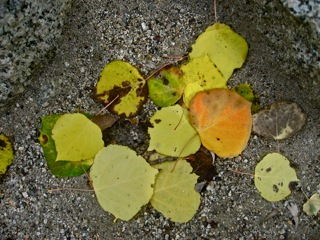 Fallen Aspen Leaves