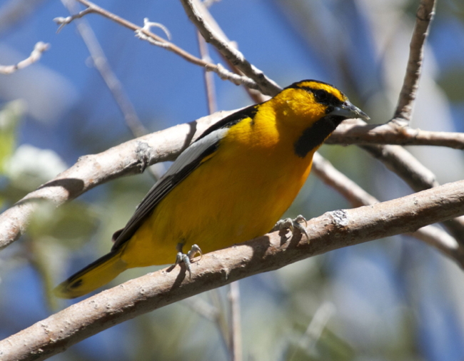 Bird of the Month for March-April: Bullock's Oriole