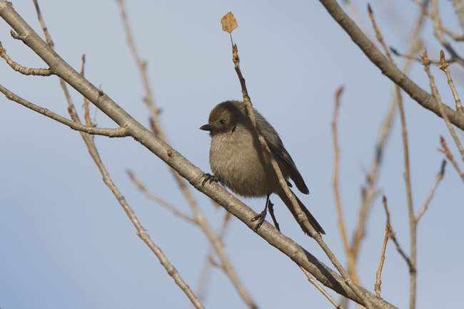 Bird of the Month for November: Bushtit 