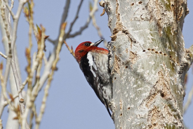 Bird of the Month for September: Red-breasted Sapsucker