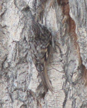 Brown Creeper, photo by Debby Parker