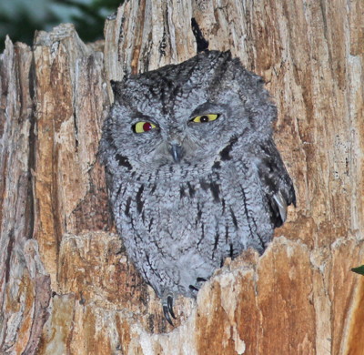 Western Screech Owl, photo by Tom Heindel