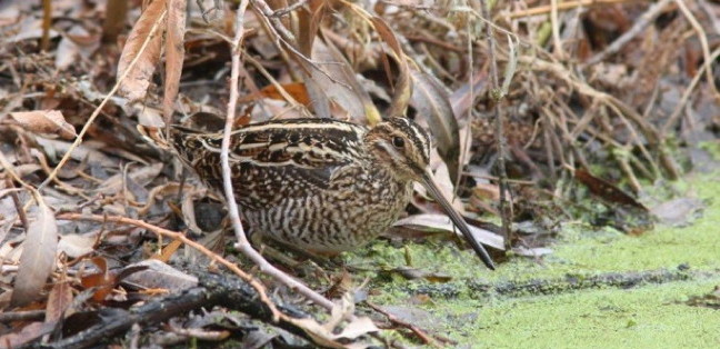 Wilson's Snipe, photo by Debby Parker