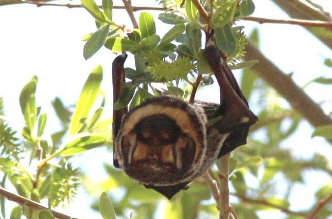Hoary Bat, "hanging out"