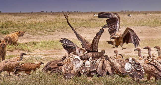 Serengeti Yellow Lovebirds, photo by Ed Nahin