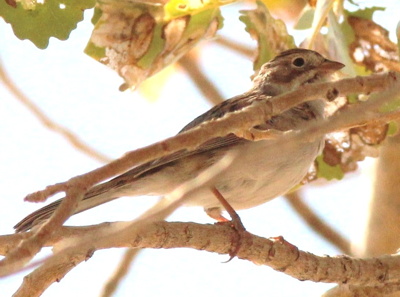 Mystery Sparrow, photo #1