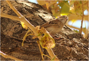 Mystery Sparrow, photo #3
