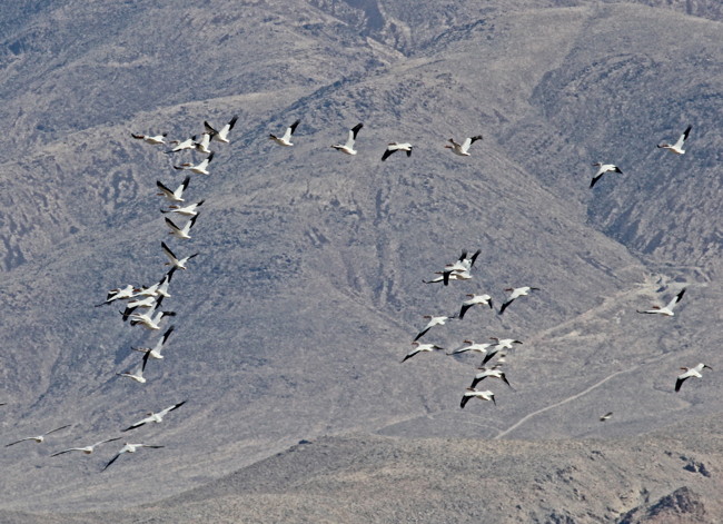 White Pelicans in flight formation