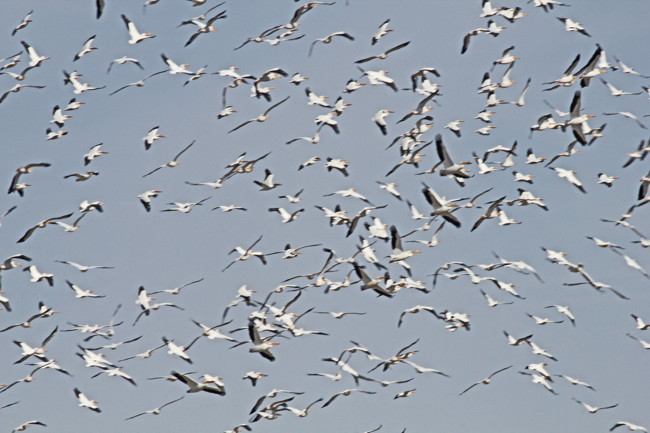 White Pelicans in flight