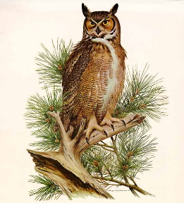 Great-horned Owl by Roger Tory Peterson