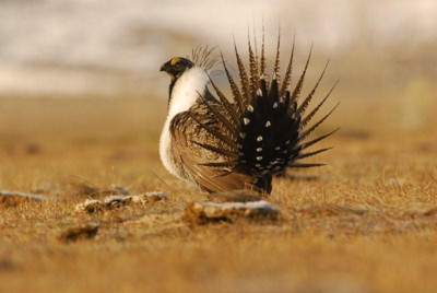 Sage Grouse, photo by Donna Willey