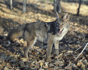 Coyote, laughing among the fallen leaves