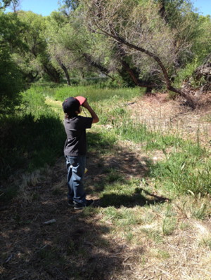 A student from Mrs. McGovern’s class checks out a Red-winged Blackbird on the Bishop Paiute Tribe’s Conservation Open Space Area