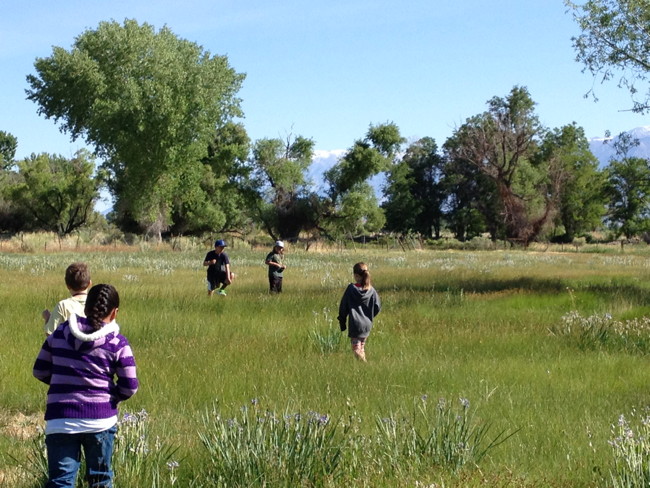 Students from Ms. Greer and Mrs. Samuel’s class are on the lookout for birds as they explore a meadow on the Bishop Paiute Tribe’s Conservation Open Space Area