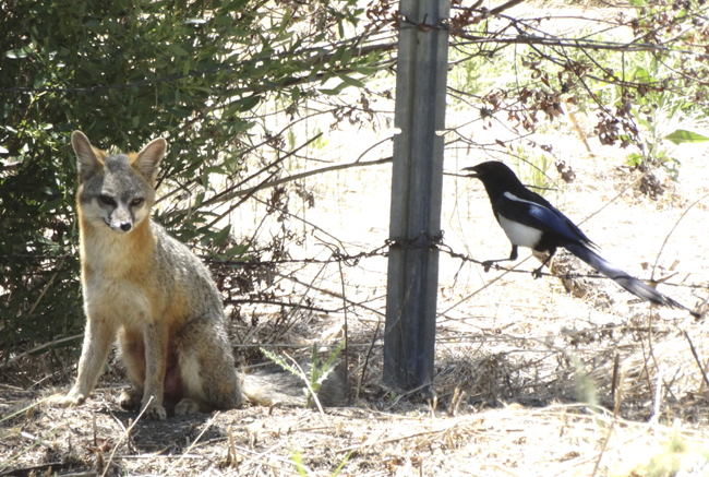A Black-billed Magpie mobbing a gray fox in the COSA - photo by Nancy Overholtz