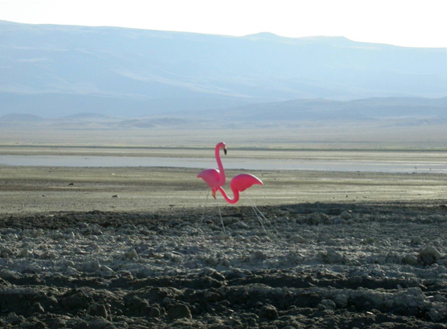 Owens Lake Rare Flamingo Sighting