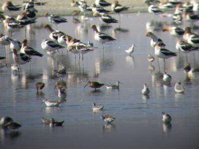Mixed Shorebirds at Owens Lake