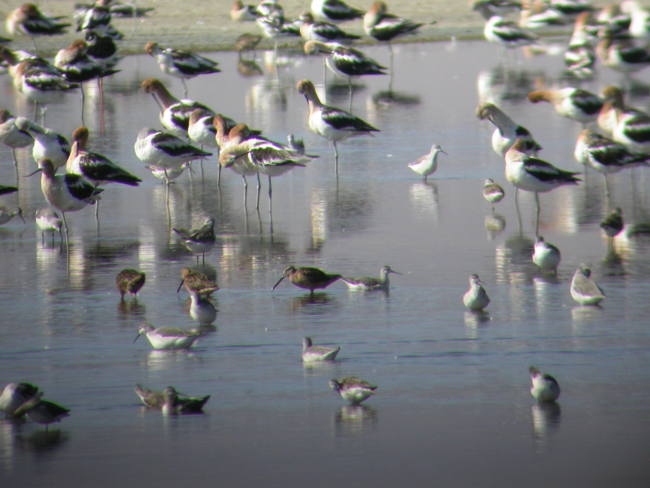 Mixed Shorebird Species at Owens Lake