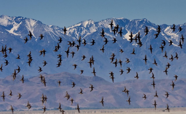 Migrating Shorebirds at Owens Lake, photo by Tom Knudson