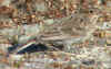 DSCN7416_cclo.JPG (31052 bytes)