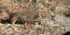 DSCN7421_cclo.JPG (40462 bytes)