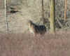 DSCN7539_bobcat.JPG (40245 bytes)