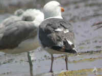 gull1.jpg (21708 bytes)