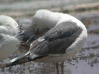 gull2.jpg (21129 bytes)