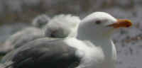 gull4.jpg (14622 bytes)
