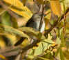 DSCN3917.jpg (95415 bytes)