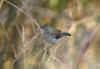 DSCN3955.jpg (53525 bytes)