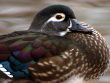 Female Wood Duck; Photo by Chris Howard