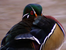 Male Wood Duck; Photo by Chris Howard