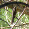ybcu_DSCN5741.JPG (40725 bytes)