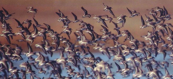 Western Sandpipers at Owens Lake, photo by Peter Knapp